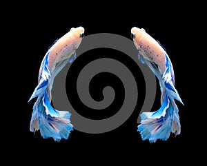 White and blue siamese fighting fish, betta fish isolated on black background.