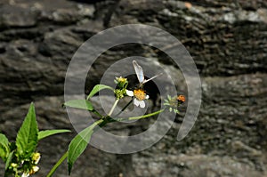 The white blue small butterfly hold on white flower with plant