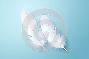 White blue softness copy pattern soft animal bird background wing space abstract feathers fluffy nature