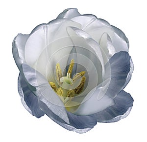 White-blue tulip flower on isolated white background with clipping path without shadows. Close-up. For design.