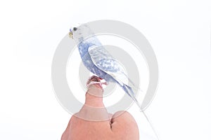 White-blue wavy parrot on his hand isolated on white background