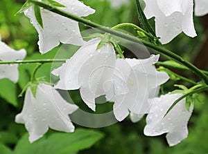 White bluebell flowers with water drops in a garden