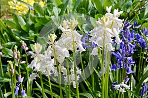 White Bluebells (Hyacinthoides hispanica) along with Bluebells (Hyacinthoides non-scripta)