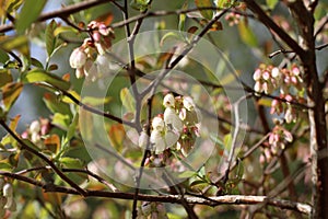 White Blueberry blossoms on branches and leaves