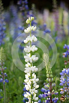 White Bluebonnet flower (Lupinus texensis) in garden photo