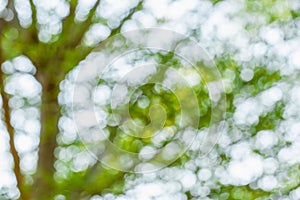 White bokeh background caused by blurring of green leaves