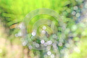 White bokeh in rice field natural abstract patterns background