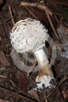 White Bolete Mushroom in the Woods