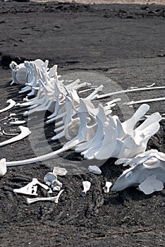 White bones of dead whale