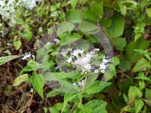 White boneset flower in India, Eupatorium serotinum plant in India, Indian boneset flower plant in wild.