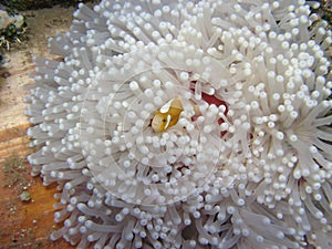 White bonnet anemonefish Clownfish Amphiprion leucokranos in Anemone photo