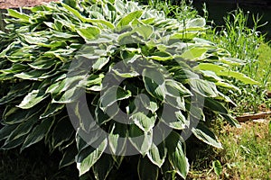 White-bordered Hosta Hosta albomarginata in the summer garden on a Sunny day.