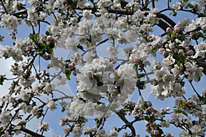 White bosom flowers on apple tree