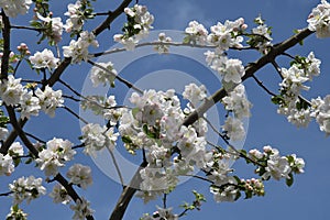 White bosom flowers on apple tree
