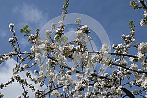 White bosom flowers on apple tree