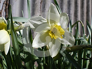 White botanical narcissuses