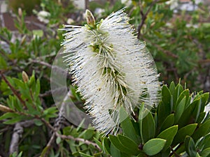 White bottlebrush flower