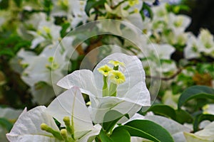 The White Bougainvillea