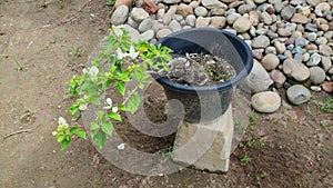 White bougainvillea or bougainvillea flowers in a pot. beautiful for ornamental plants at home
