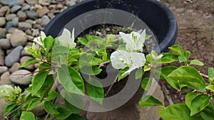 White bougainvillea or bougainvillea flowers in a pot. beautiful for ornamental plants at home