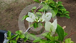 White bougainvillea or bougainvillea flowers in a pot. beautiful for ornamental plants at home