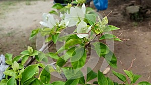 White bougainvillea or bougainvillea flowers in a pot. beautiful for ornamental plants at home