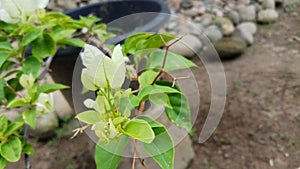 White Bougainvillea or Bugenvil Flowers in a Pot. Beautiful For Ornamental Plants at Home