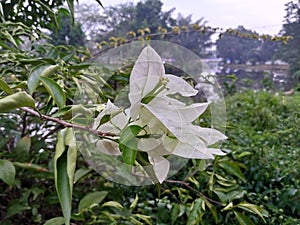 white Bougainvillea flower plants grow on the side of the lake