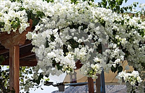 White bougainvillea flowers