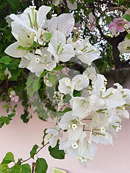 White bougainvillea flowers photo