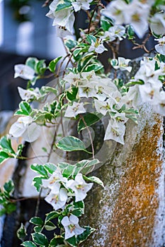 White bougainvillea flowers on a stone wall. Selective focus.