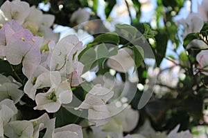 White bougainvillea, Touch of spring photo