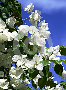 White Bouganvillea