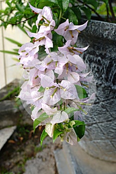 A White Bougenville flowers