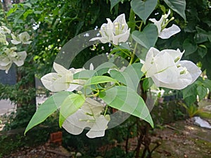 White bougenville flowers in the garden