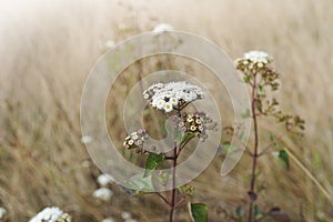 White bouquet of Anaphalis margaritacea flowers pearly everlasting with blur brown subalpine meadow plant background.