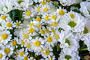 White bouquet of daisies and chrysanthemums wrapped in newsprint in a vase, cropped