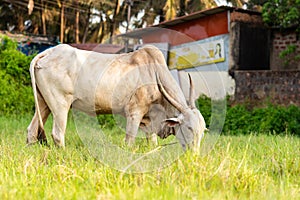 White bovine ox grazing in an agricultural field in Goa, India