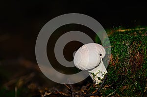 White bovist mushroom