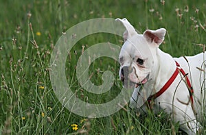 White Boxer