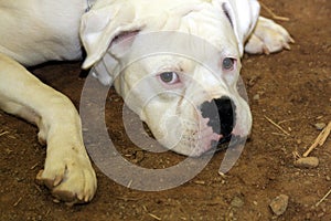 White Boxer bulldog