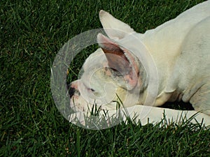 White Boxer Dog