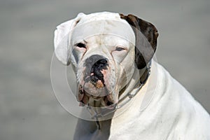 White boxer dog