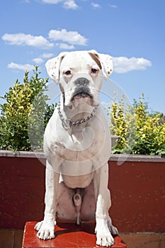 White boxer dog