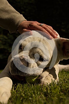 White boxer dog being tapped while chewing a tennis ball