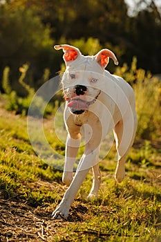 White Boxer dog with blue eye