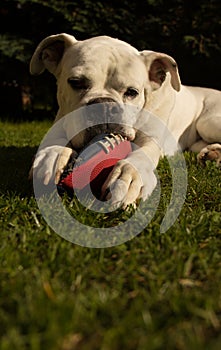 White boxer dog chewing football ball