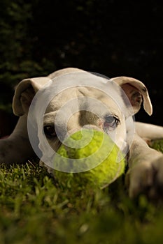 White boxer dog lied down on the garden with a tennis ball