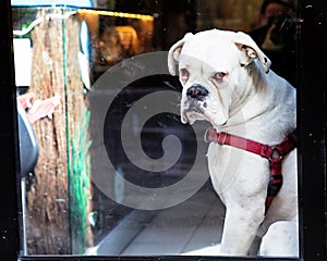 A white boxer dog looking at the window