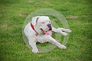 White boxer dog lying